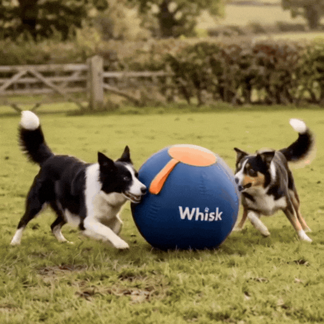 The Whisk Giant Play Ball