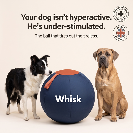 The Whisk Giant Play Ball